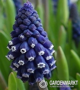 Muscari - Szafirek Joyce Spirit 10 szt.