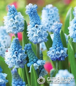 Muscari - Szafirek Atlantic 10 szt.