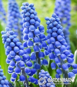 Muscari - Szafirek Big Smile 10 szt.