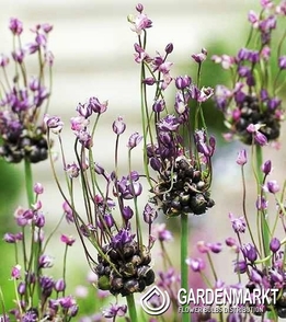 Allium - Czosnek Ozdobny Scorodoprasum Art. 10 szt.