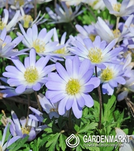 Anemon Grecki - Zawilec Blue Splendour 10 szt.