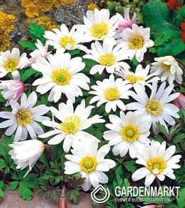 Anemon Grecki - Zawilec White Splendour 10 szt.