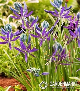 Camassia - Kamasja Quamash 10 szt.