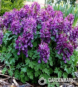 Corydalis - Kokorycz Purple Bird 5 szt.