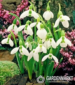 Galanthus - Przebiśnieg Elwesii 5 szt.