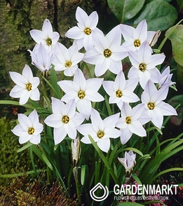 Ipheion - Ifejon White Star 10 szt.