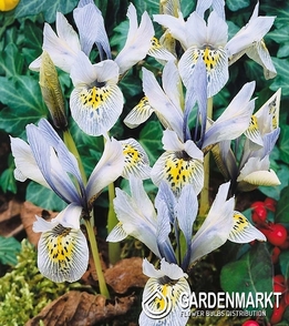 Iris Reticulata Katharine Hodgkin 5 szt.