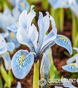Iris Reticulata Sheila Ann Germany 5 szt.