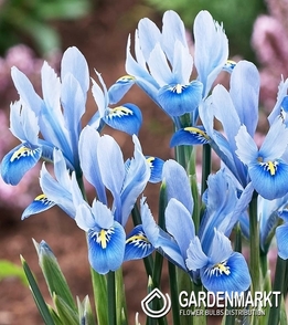 Iris Reticulata Alida 10 szt.