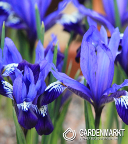 Iris Reticulata Fabiola 10 szt.