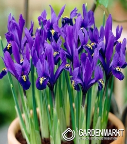 Iris Reticulata Pixie 10 szt.