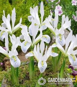 Iris Reticulata Polar Ice 5 szt.