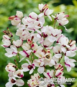 Ixia - Iksja Sportlight 10 szt.