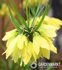 Fritllaria - Szachownica Cesarska Helena 1 szt.