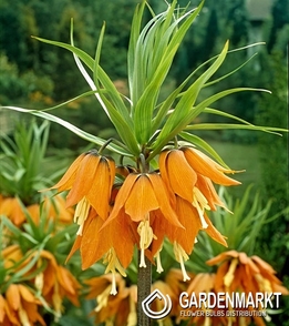 Fritllaria - Szachownica Cesarska Plorifera 1 szt.