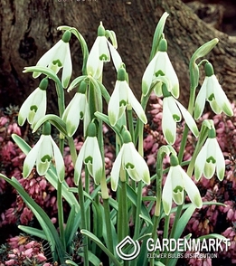 Galanthus - Przebiśnieg Viridi-apice 3 szt.