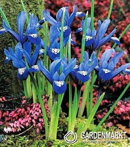 Iris - Irys Reticulata Blue Hill 10 szt.