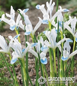 Iris - Irys Reticulata Frozen Planet 5 szt.