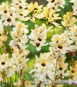 Ixia - Iksja Hogarth 10 szt.