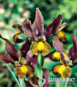 Irys Holenderski Autumn Princess 10 szt.