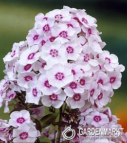 Phlox - Płomyk Wiechowaty Europa 1 szt.