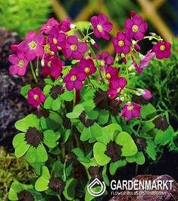 Oxalis Deppei - Szczawik Iron Cross 20 szt.