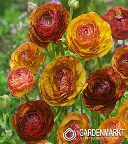 Ranunculus - Jaskier Picotee Cafe 5 szt.