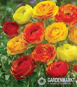 Ranunculus - Jaskier Picotee Orange 5 szt.