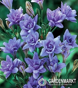 Hiacynt Kalifornijski - Brodiaea Triteleia Aquarius 10 szt.