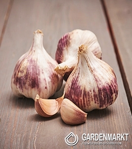 Czosnek Jadalny Ozimy Purple Garlic Germidour 0,25 kg