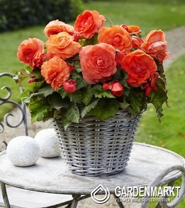 Begonia Superba Pomarańczowa 1 szt.
