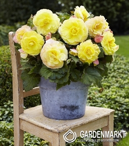 Begonia Superba Żółta 1 szt.