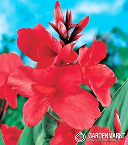 Canna-Kanna Empire 1 szt.