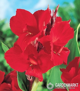 Canna-Kanna Red Dazzler 1 szt.