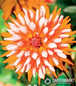 Dalia Dekoracyjna Orange Turmoil 1 szt.