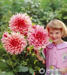 Dalia Dekoracyjna Lavender Perfection 1 szt.