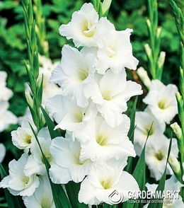 Gladiolus - Mieczyk Wielkokwiatowy Amsterdam 5 szt.