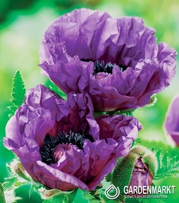 Papaver Orientalis - Mak Wschodni Central Park 1 szt.
