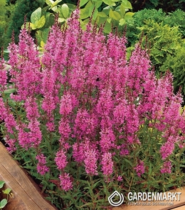 Lythrum Salicaria - Krwawnica Pospolita Robert 1 szt.