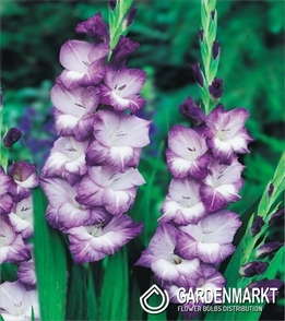 Gladiolus-Mieczyk Wielkokwiatowy Fioletowo-Biały 1 kg
