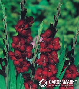 Gladiolus-Mieczyk Wielkokwiatowy Bordowy 1 kg