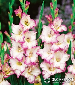 Gladiolus-Mieczyk Wielkokwiatowy Biało-Różowy 1 kg