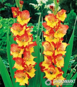 Gladiolus-Mieczyk Wielkokwiatowy Żółto-Czerwony 1 kg