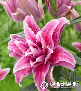 Lilia Pełna Roselily Thalita 1 szt.