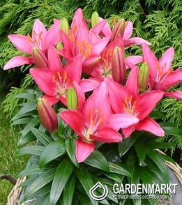 Lilia Orientalna Niska Gentle Romance  1 szt.
