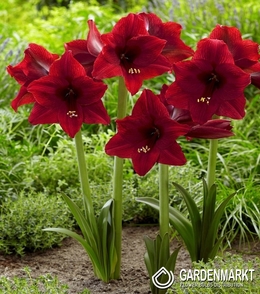 Hippeastrum - Amarylis Ogrodowy Red Tiger 1 szt.
