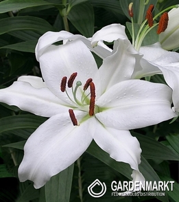 Lilia Orientalna Mount Aspiring 1 szt.