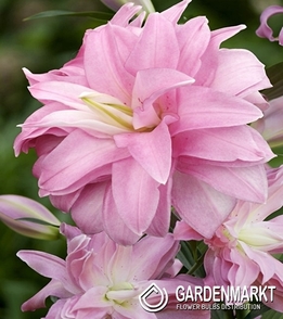 Lilia Orientalna Pełna Lotus Breeze 1 szt.