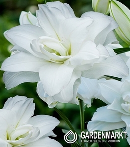 Lilia Orientalna Pełna Lotus Pure 1 szt.