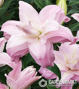 Lilia Orientalna Pełna Lotus Queen 1 szt.
